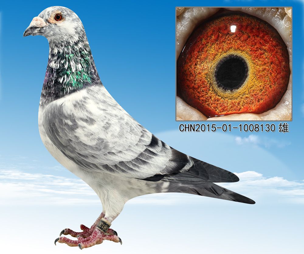 信鸽在线拍卖平台 - 中国信鸽信息网