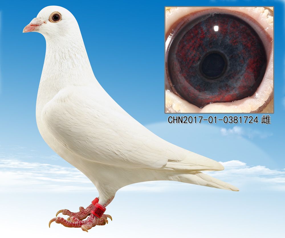 信鸽在线拍卖平台 - 中国信鸽信息网