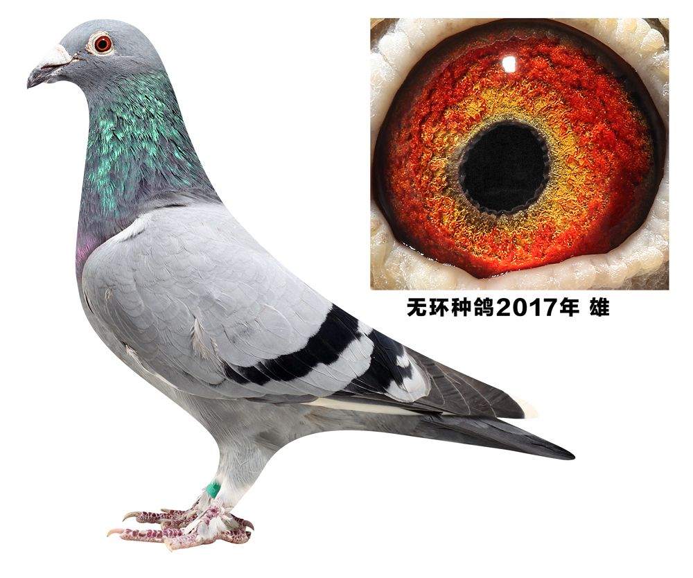 金泽赛鸽传媒 - 中信网铭鸽展厅 www.ag188.com