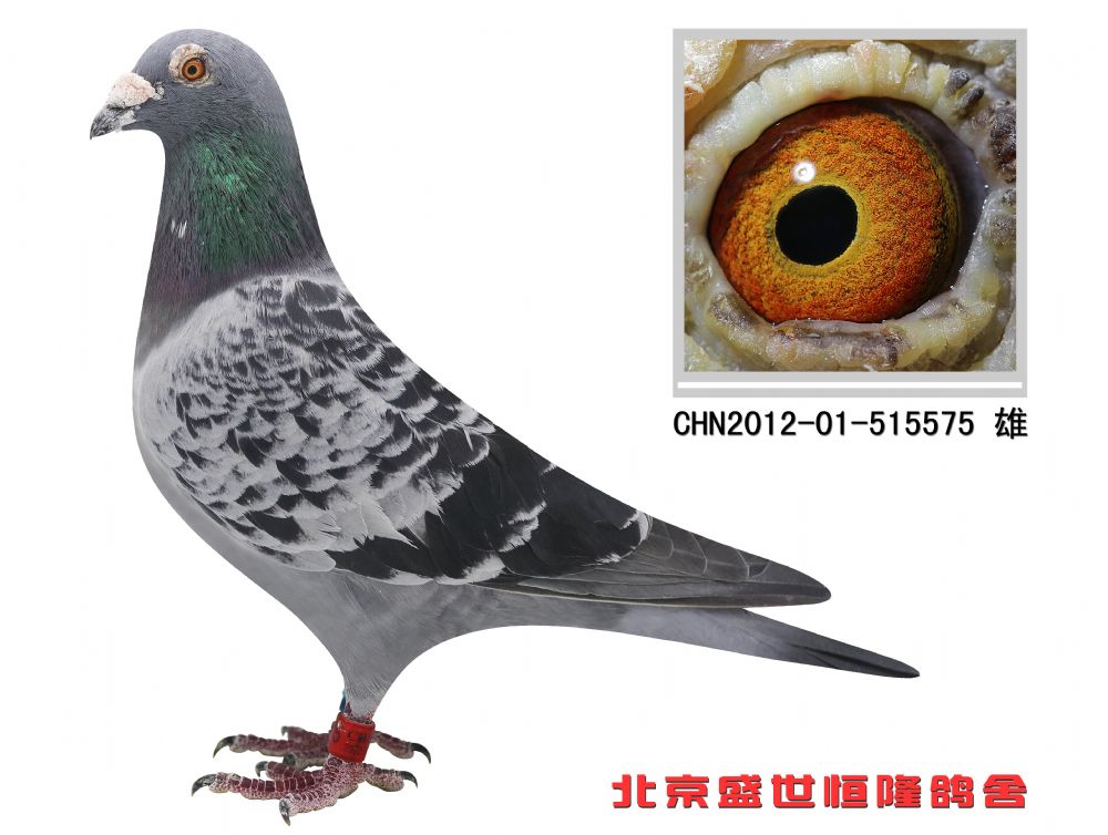 千元以下有须要快递的50元一只