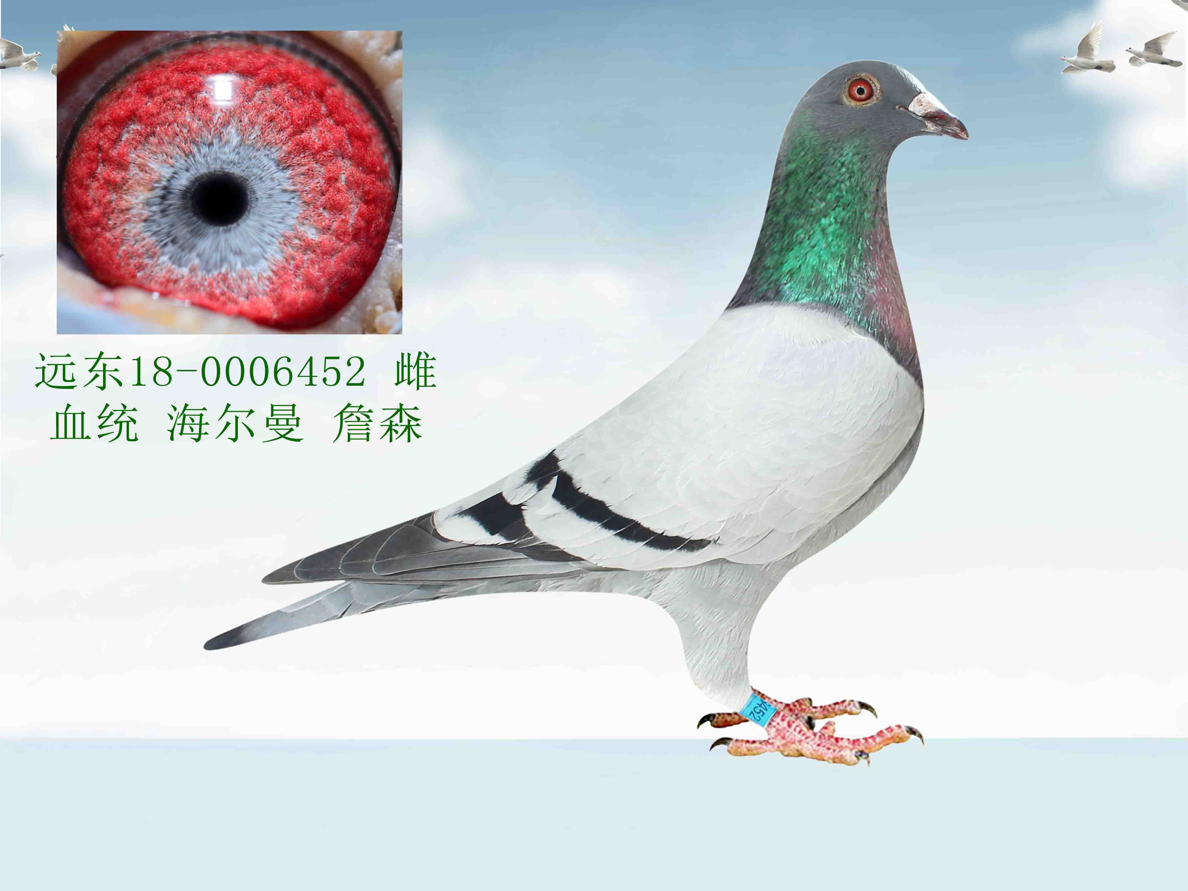 铭 鸽  新鸽上架  推荐铭鸽  定价鸽  信鸽拍卖 黄金配对   网上展 