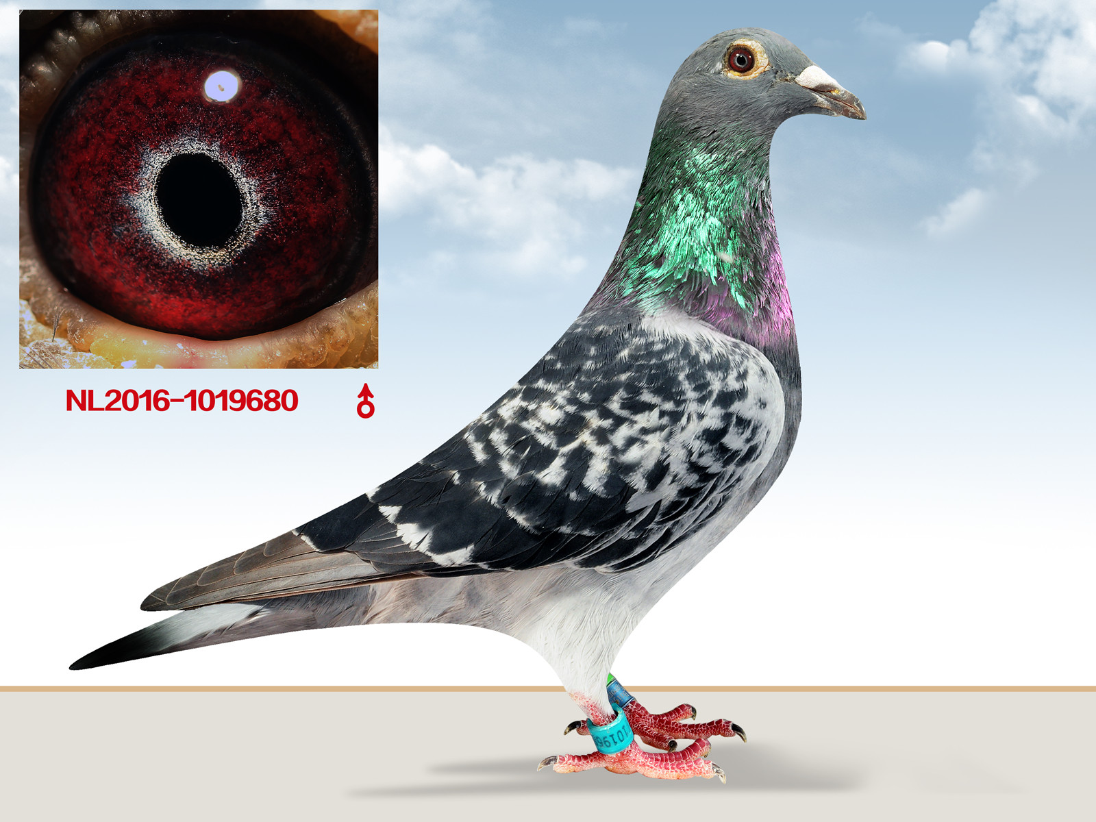 >> 查看拍卖商品