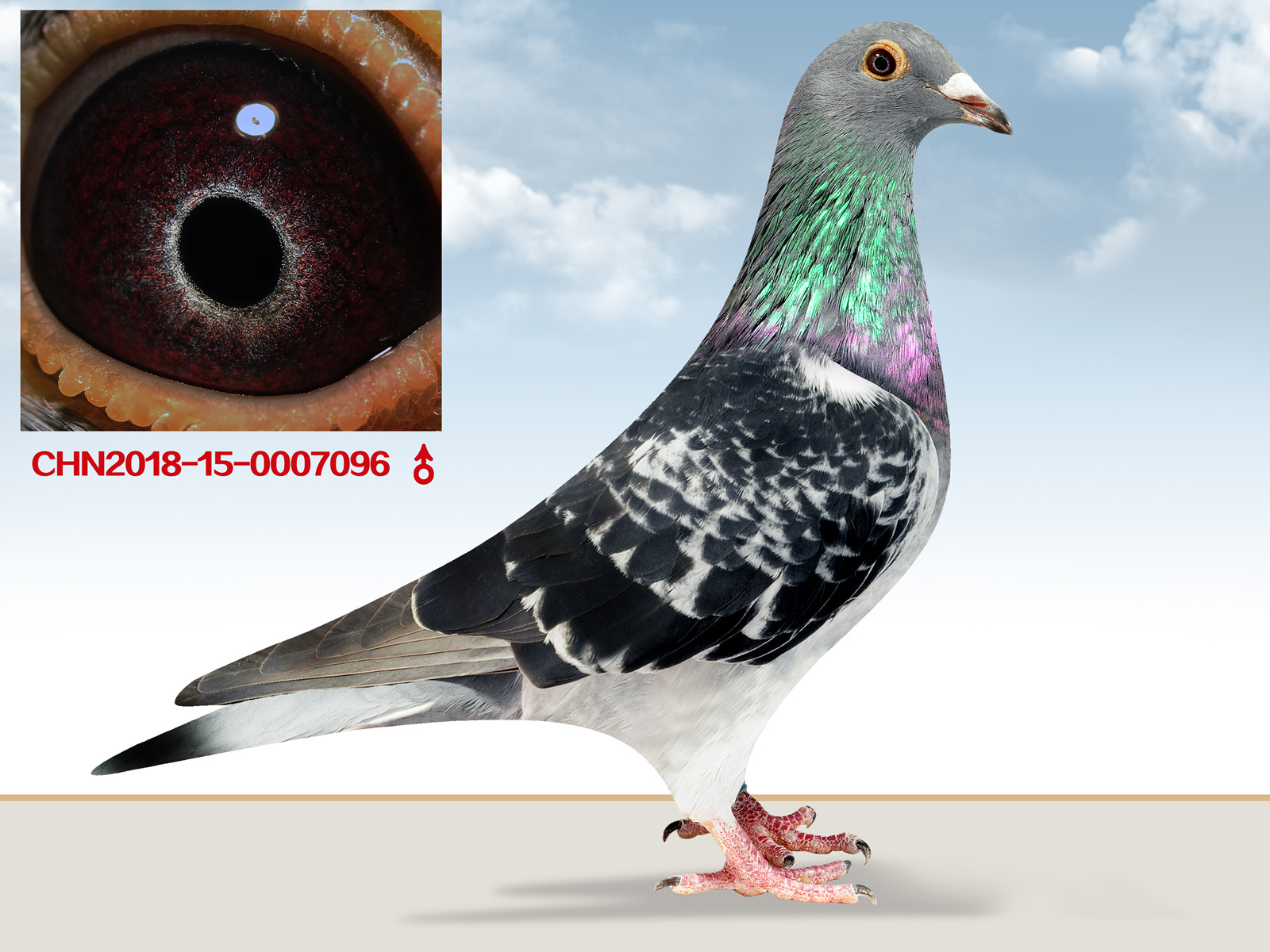 >> 查看拍卖商品