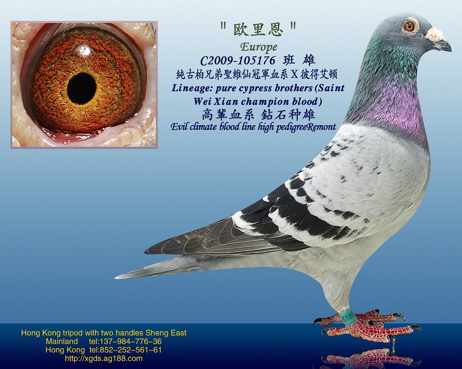 信鸽在线拍卖平台 - 中国信鸽信息网