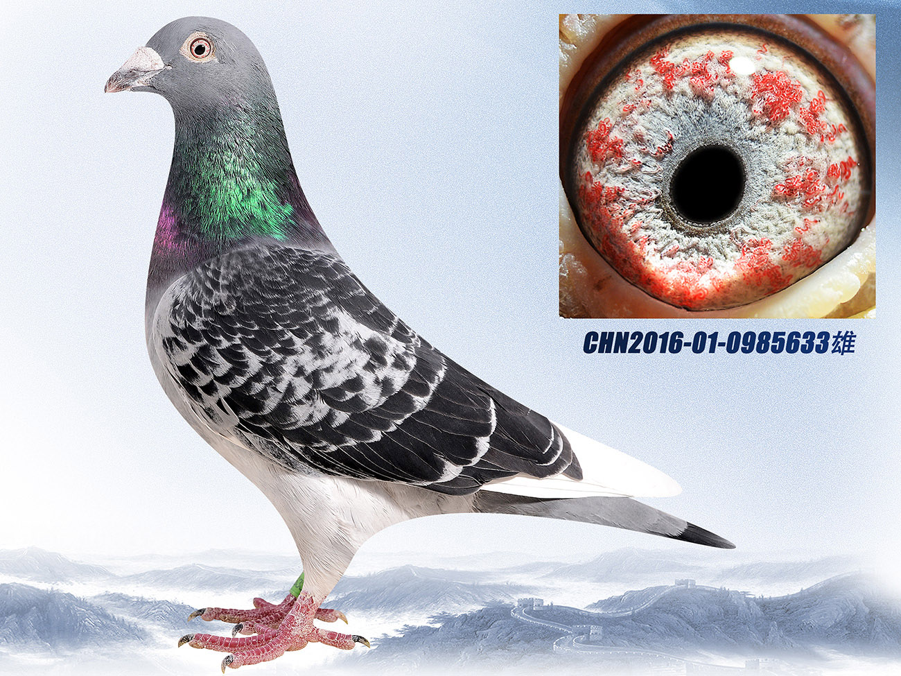 >> 查看拍卖商品