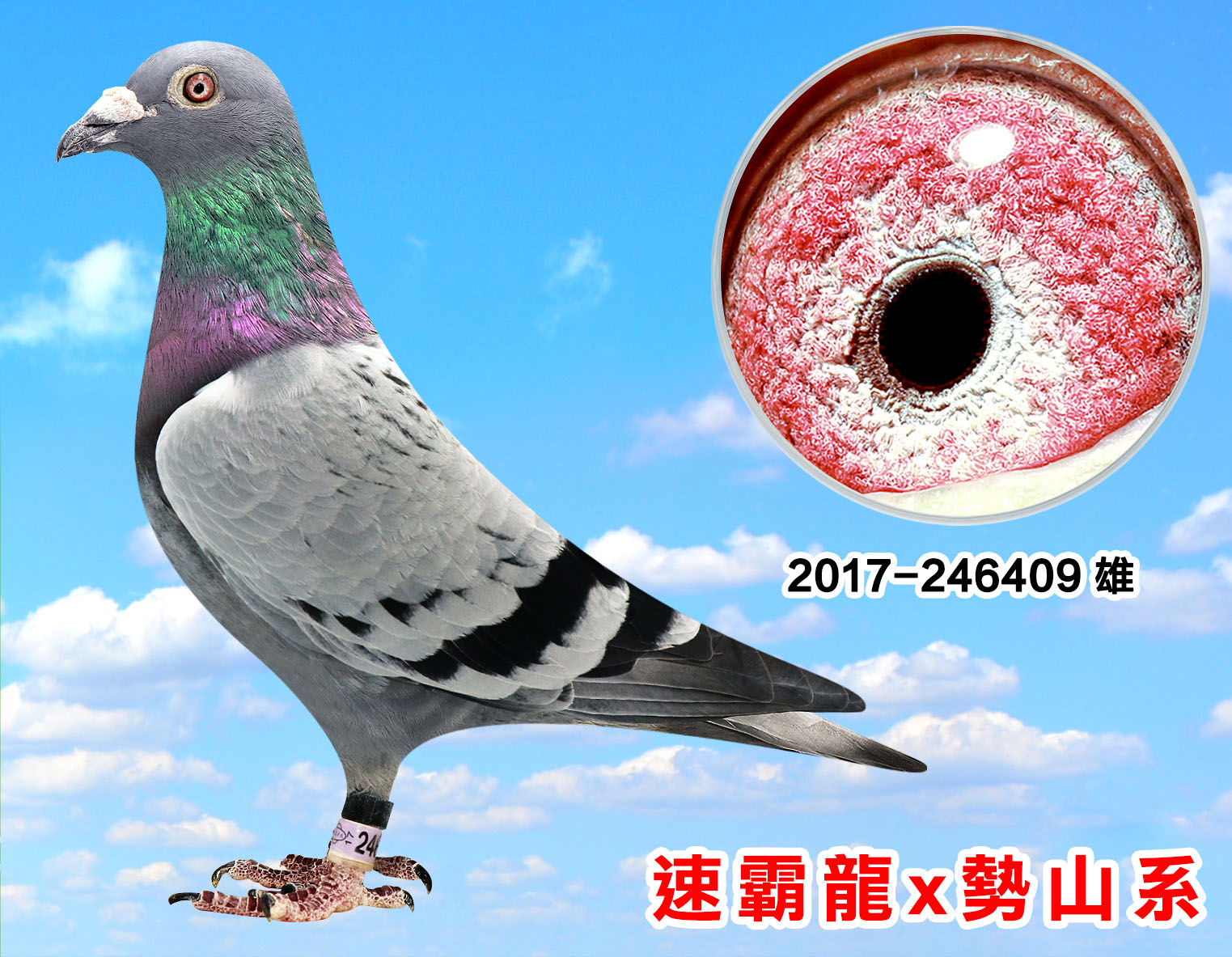 信鸽在线拍卖平台 - 中国信鸽信息网