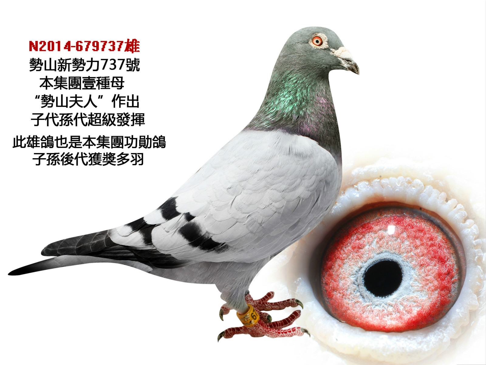 信鸽在线拍卖平台 - 中国信鸽信息网