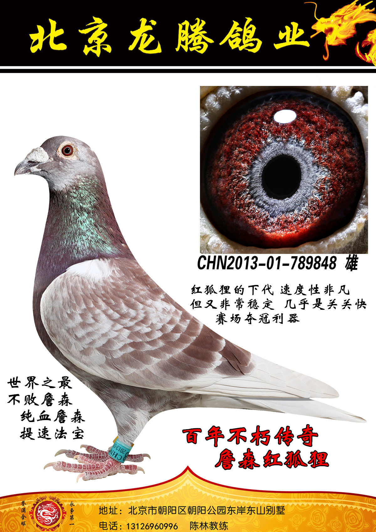 信鸽在线拍卖平台 - 中国信鸽信息网