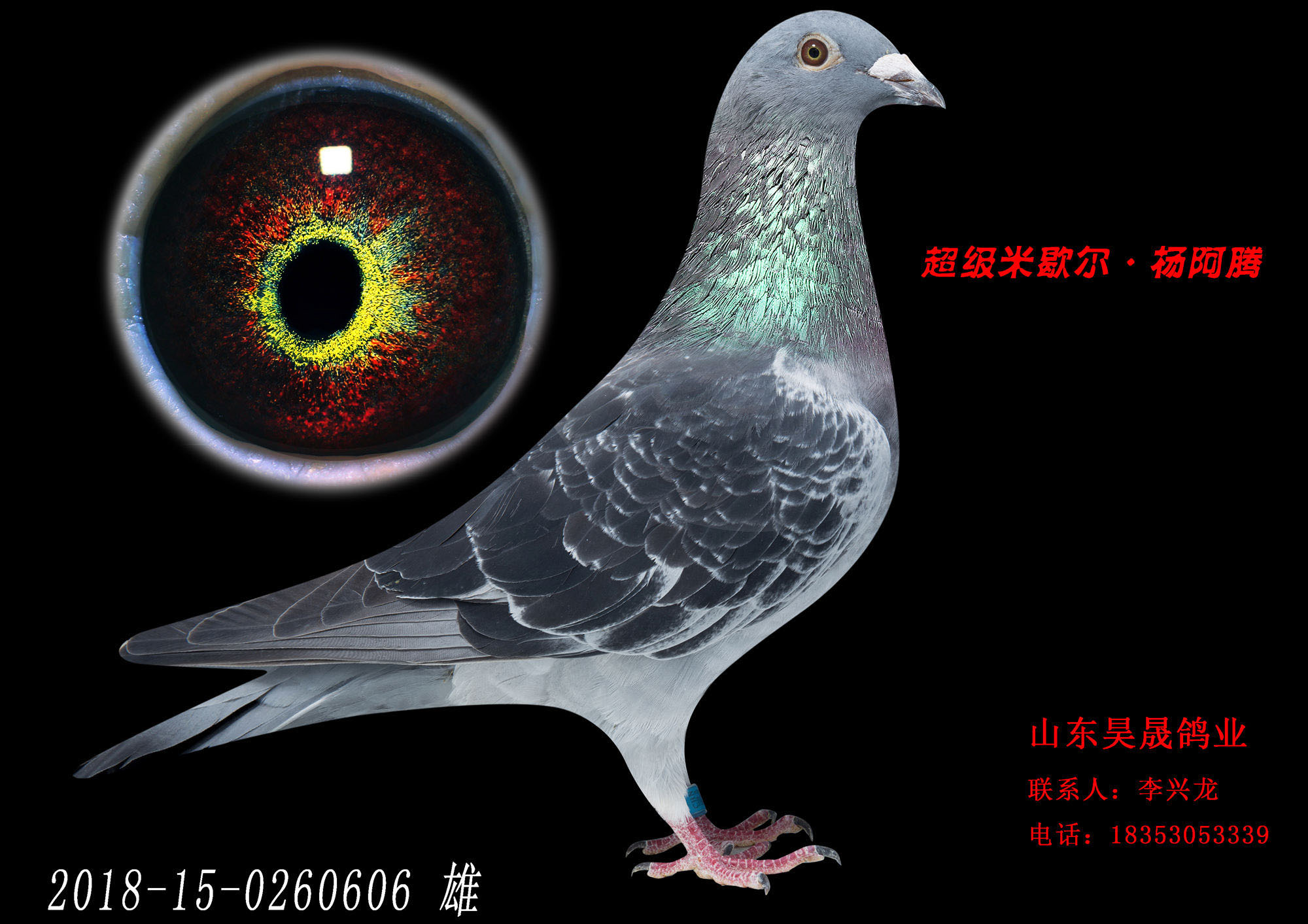 信鸽在线拍卖平台 - 中国信鸽信息网