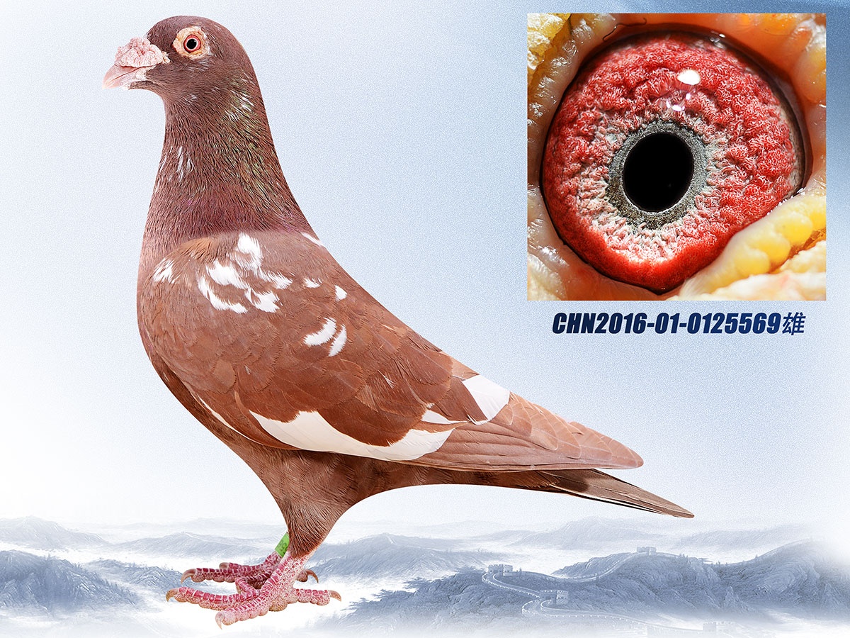 >> 查看拍卖商品