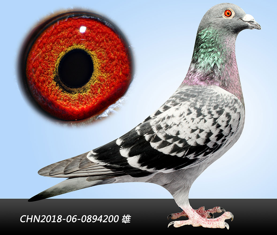 信鸽在线拍卖平台 - 中国信鸽信息网