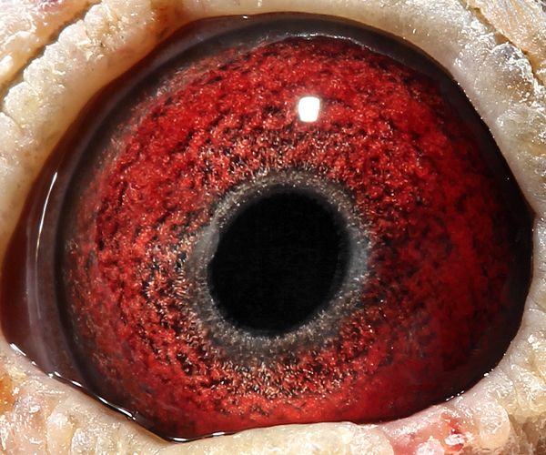 >> 查看拍卖商品