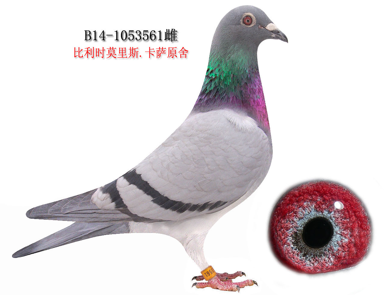 信鸽在线拍卖平台 - 中国信鸽信息网