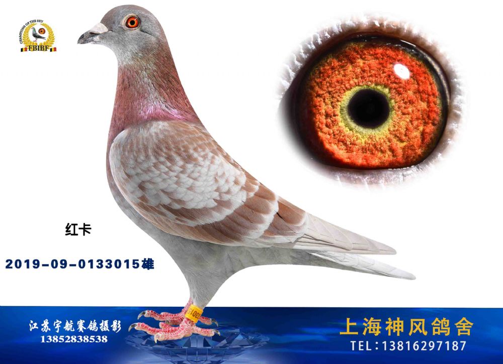 上海神风鸽舍 - 中信网铭鸽展厅 www.ag188.com