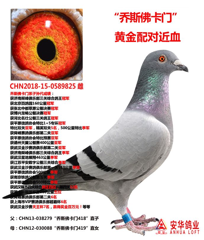 山东安华鸽业 - 中信网铭鸽展厅 www.ag188.com