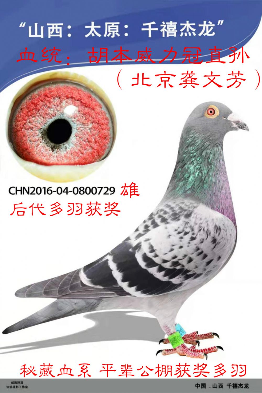 信鸽在线拍卖平台 - 中国信鸽信息网