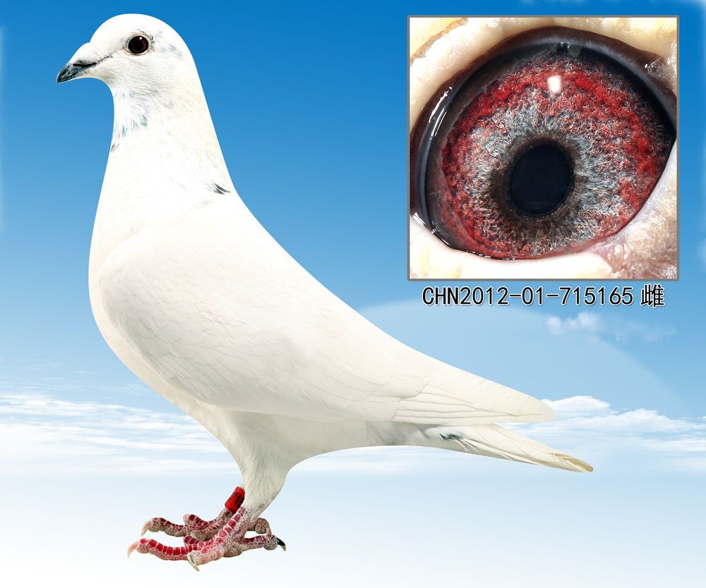 信鸽在线拍卖平台 - 中国信鸽信息网