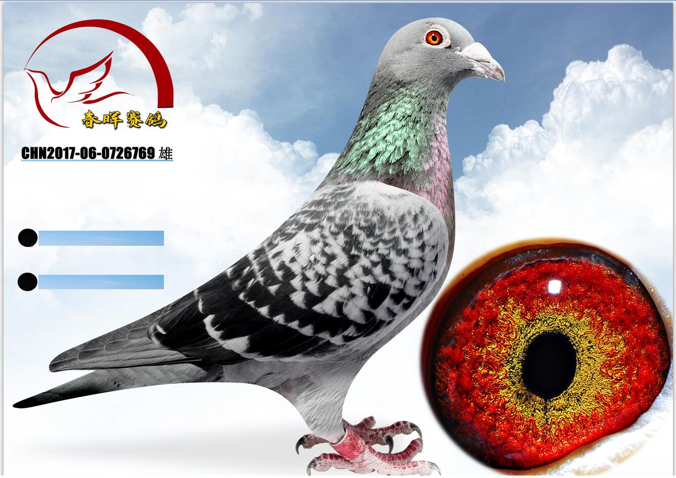 铭 鸽  新鸽上架  推荐铭鸽  定价鸽  信鸽拍卖 黄金配对   网上展厅