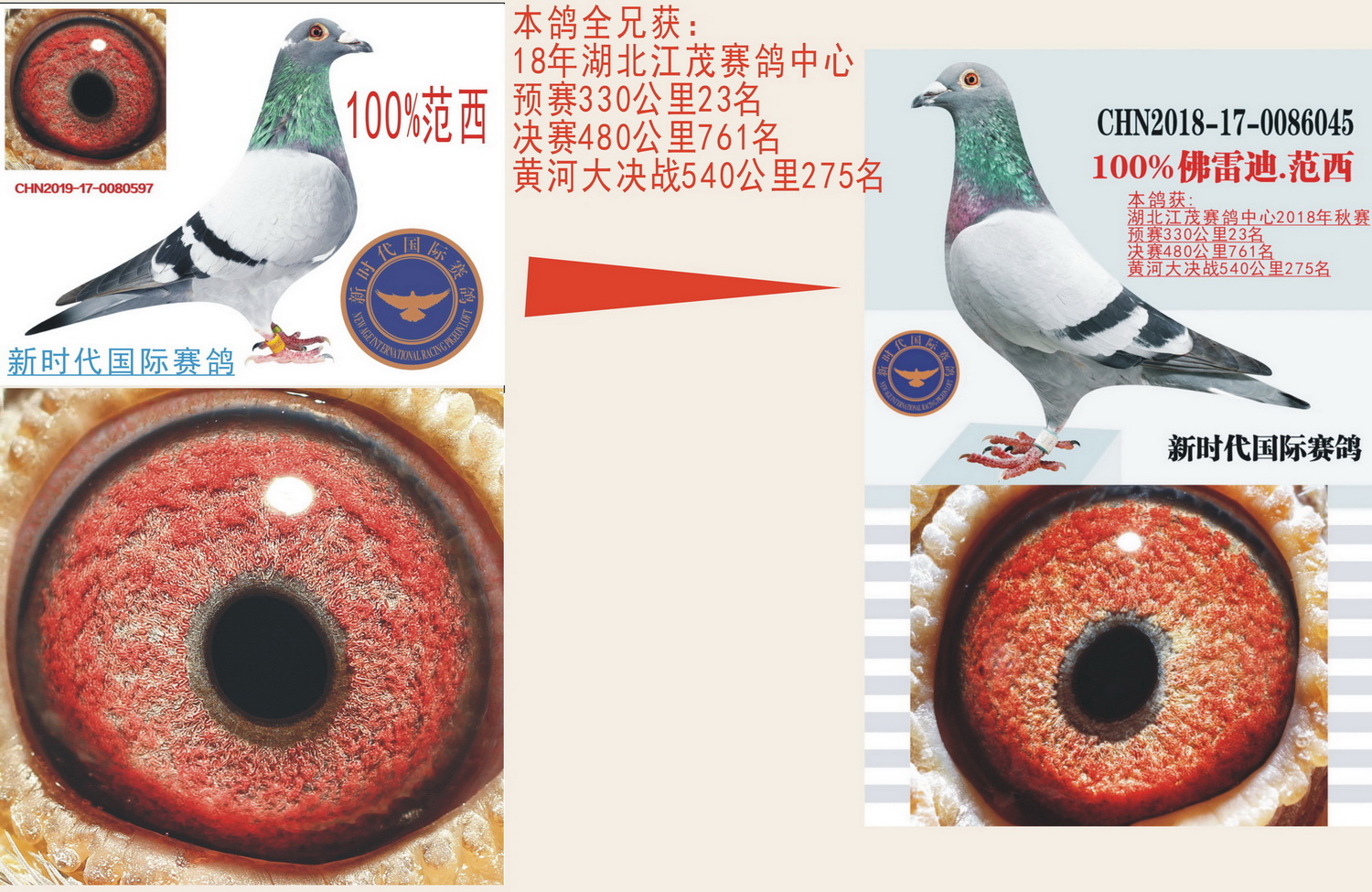 新时代国际赛鸽在线拍鸽