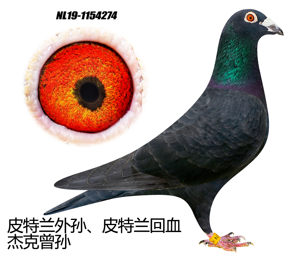 信鸽在线拍卖平台 - 中国信鸽信息网