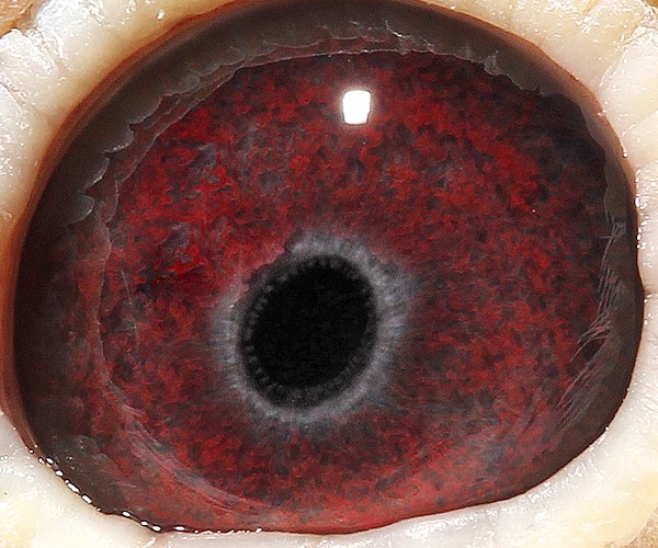 信鸽在线拍卖平台 - 中国信鸽信息网