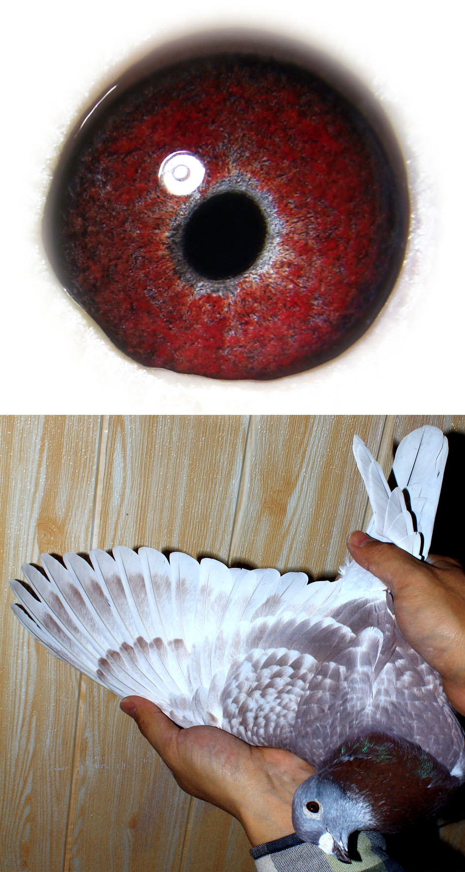 信鸽在线拍卖平台 - 中国信鸽信息网