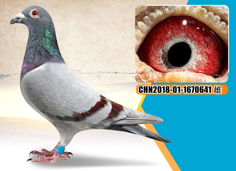 信鸽在线拍卖平台 - 中国信鸽信息网
