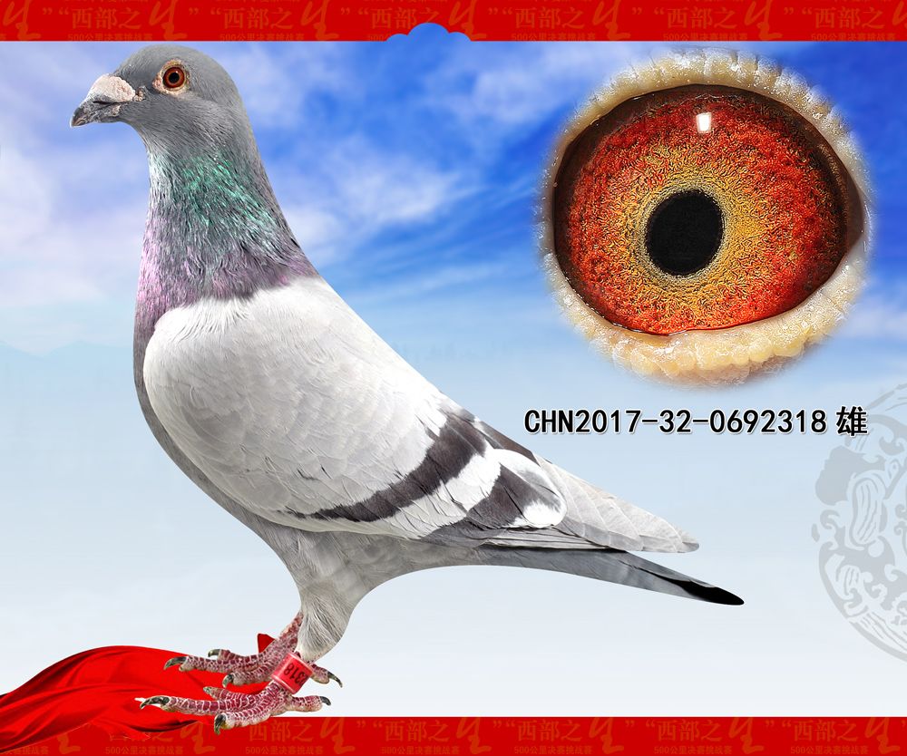 铭 鸽  新鸽上架  推荐铭鸽  定价鸽  信鸽拍卖 黄金配对   网上展 