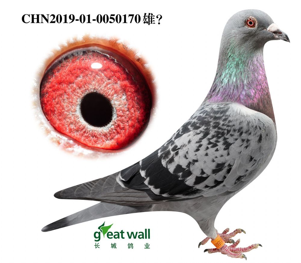 长城鸽业 - 中信网铭鸽展厅 www.ag188.com