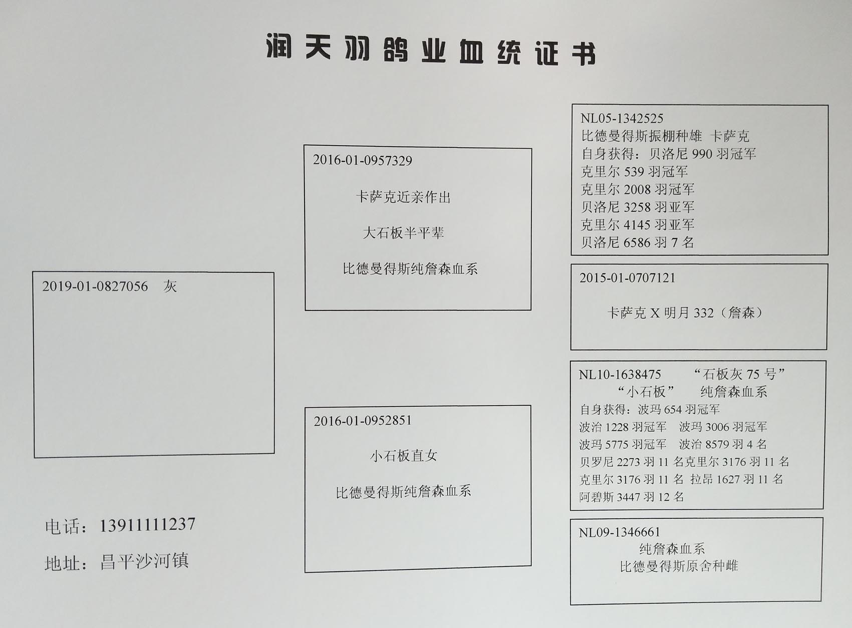 信鸽在线拍卖平台 - 中国信鸽信息网