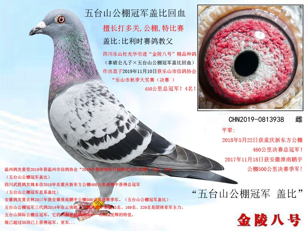 推荐铭鸽  定价鸽  信鸽拍卖 黄金配对   网上展厅 管 理  鸽保健品