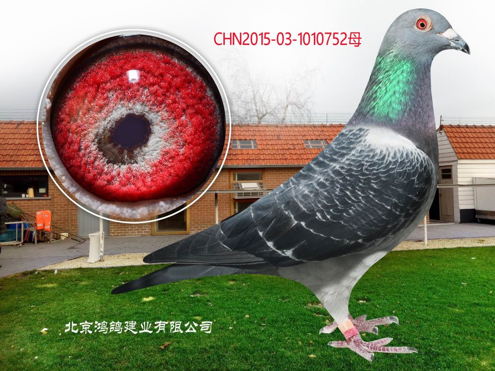 鸿鸽信鸽摄影 - 中信网铭鸽展厅 www.ag188.com