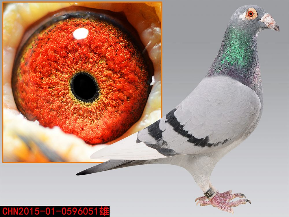 信鸽在线拍卖平台 - 中国信鸽信息网