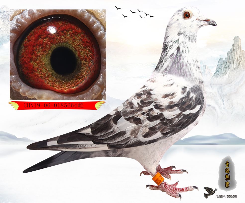 >> 查看拍卖商品