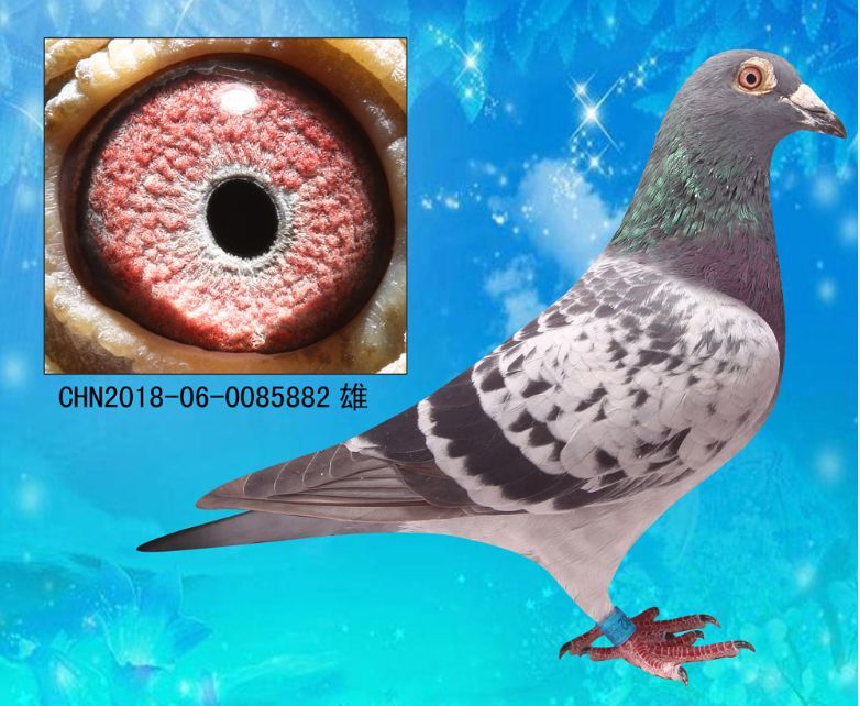 58金鸽 - 中信网铭鸽展厅 www.ag188.com