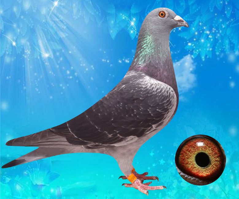 58金鸽 - 中信网铭鸽展厅 www.ag188.com