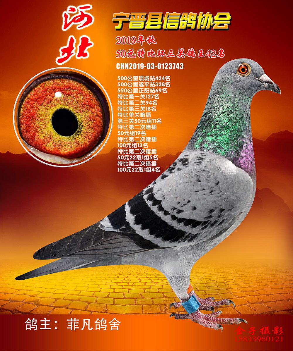 信鸽在线拍卖平台 - 中国信鸽信息网