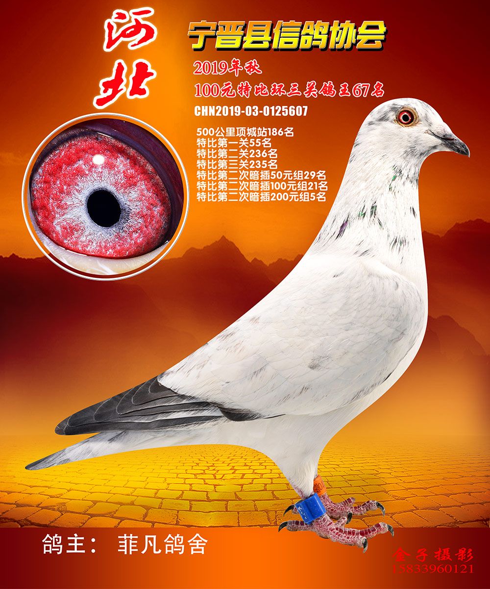 铭 鸽  新鸽上架  推荐铭鸽  定价鸽  信鸽拍卖 黄金配对   网上展 