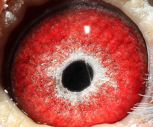 信鸽在线拍卖平台 - 中国信鸽信息网