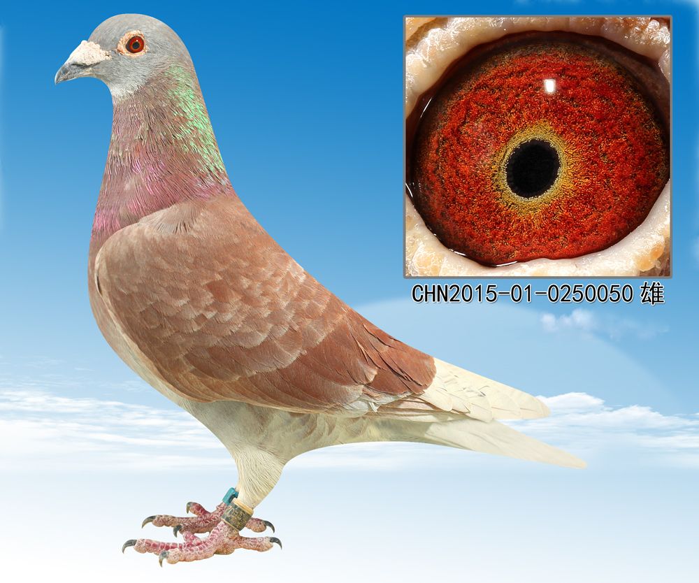 信鸽在线拍卖平台 - 中国信鸽信息网