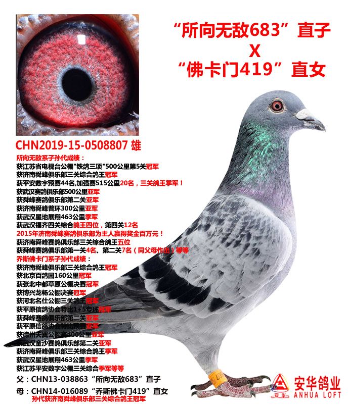 山东安华鸽业 - 中信网铭鸽展厅 www.ag188.com