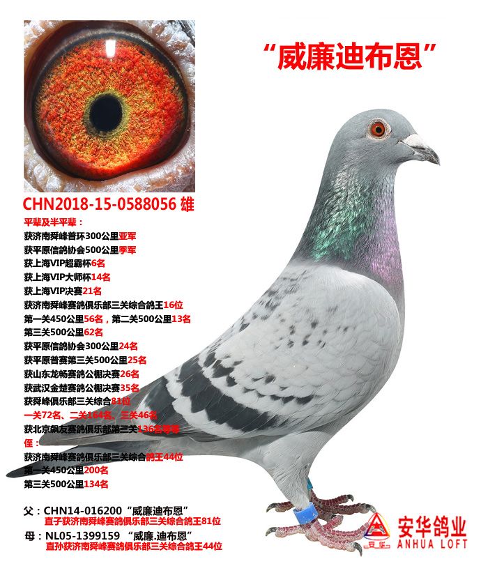 山东安华鸽业 - 中信网铭鸽展厅 www.ag188.com