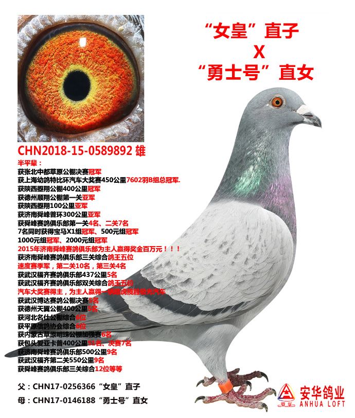 山东安华鸽业 - 中信网铭鸽展厅 www.ag188.com