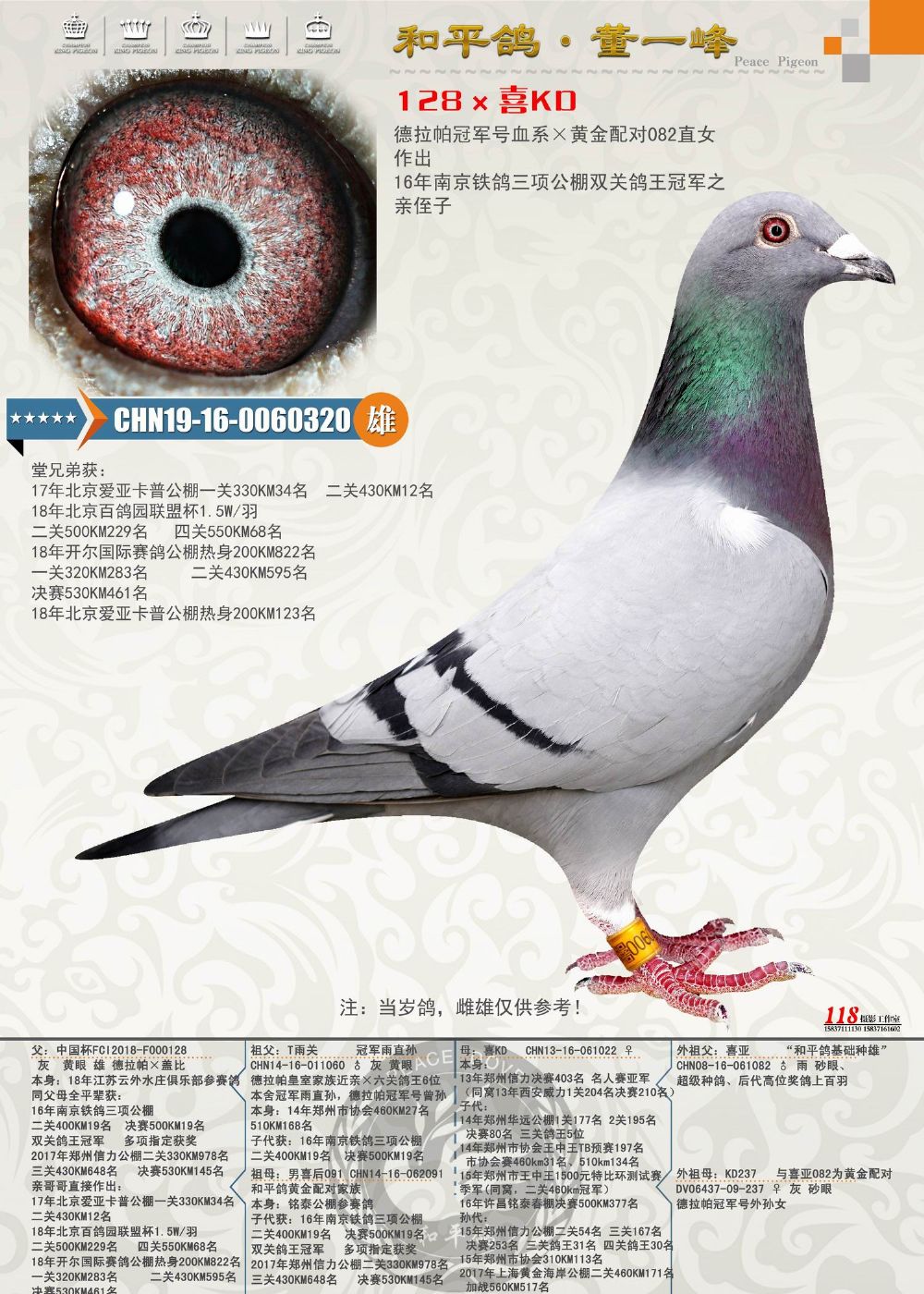 和平鸽德拉帕 - 中信网铭鸽展厅 www.ag188.com