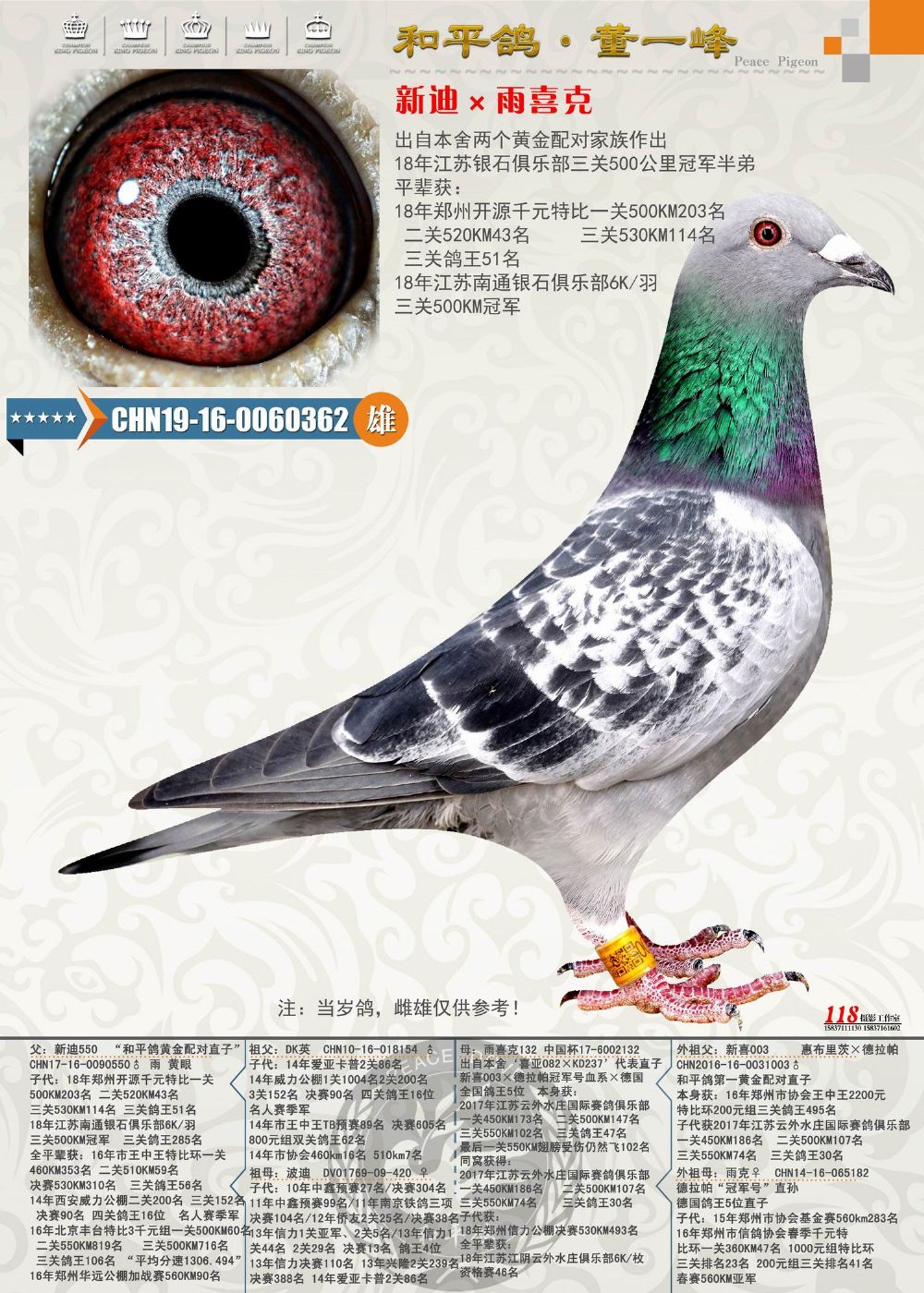 和平鸽德拉帕 - 中信网铭鸽展厅 www.ag188.com