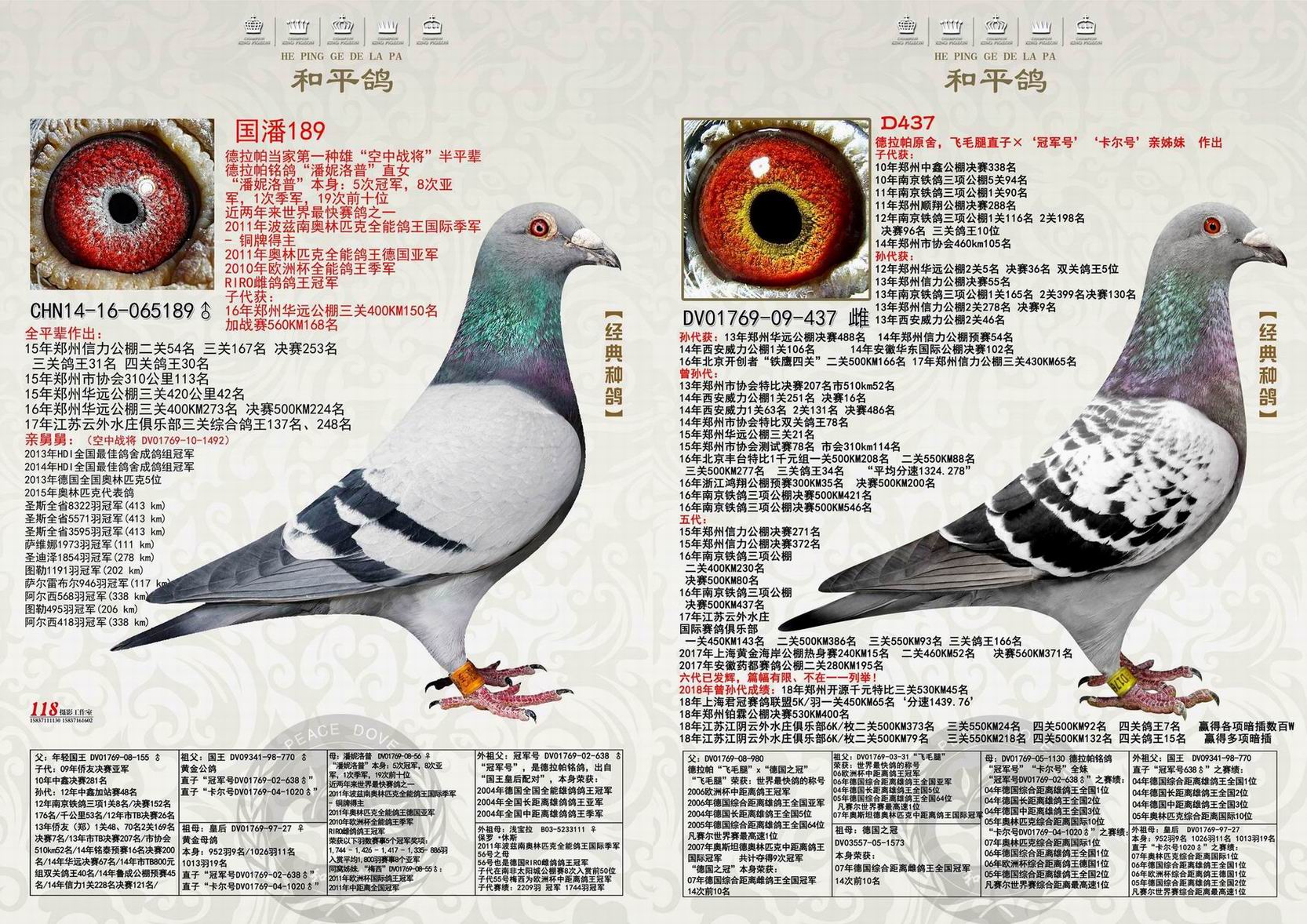 拍卖鸽父母照片