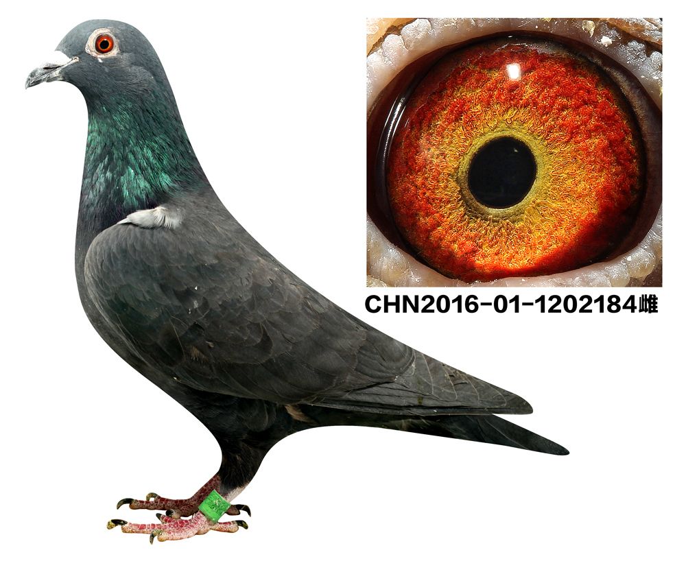 >> 查看拍卖商品