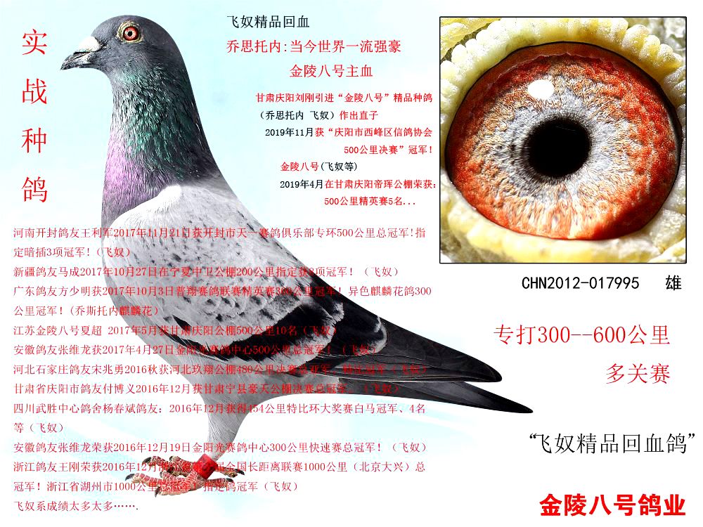 信鸽在线拍卖平台 - 中国信鸽信息网