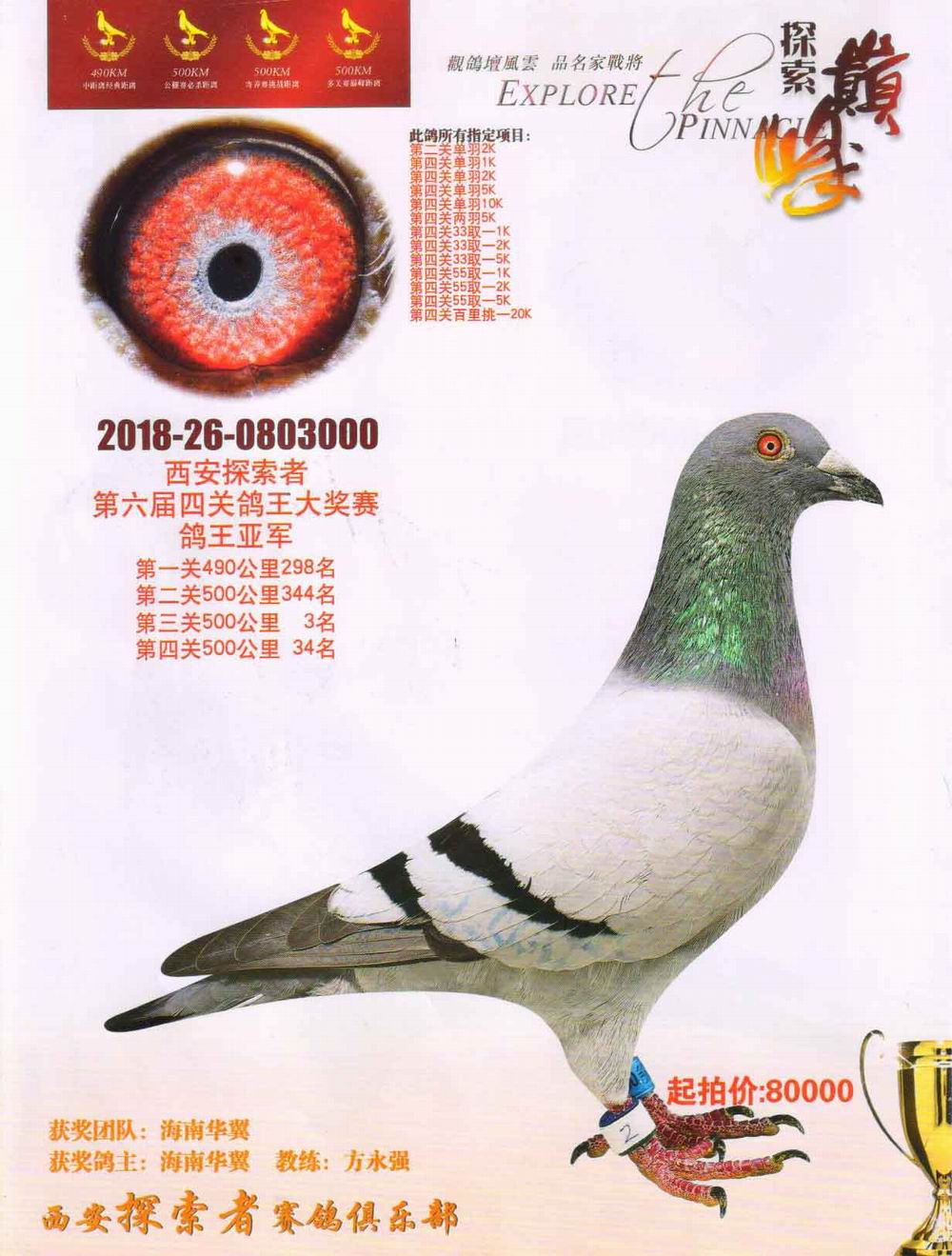 海南华翼鸽业种鸽图片