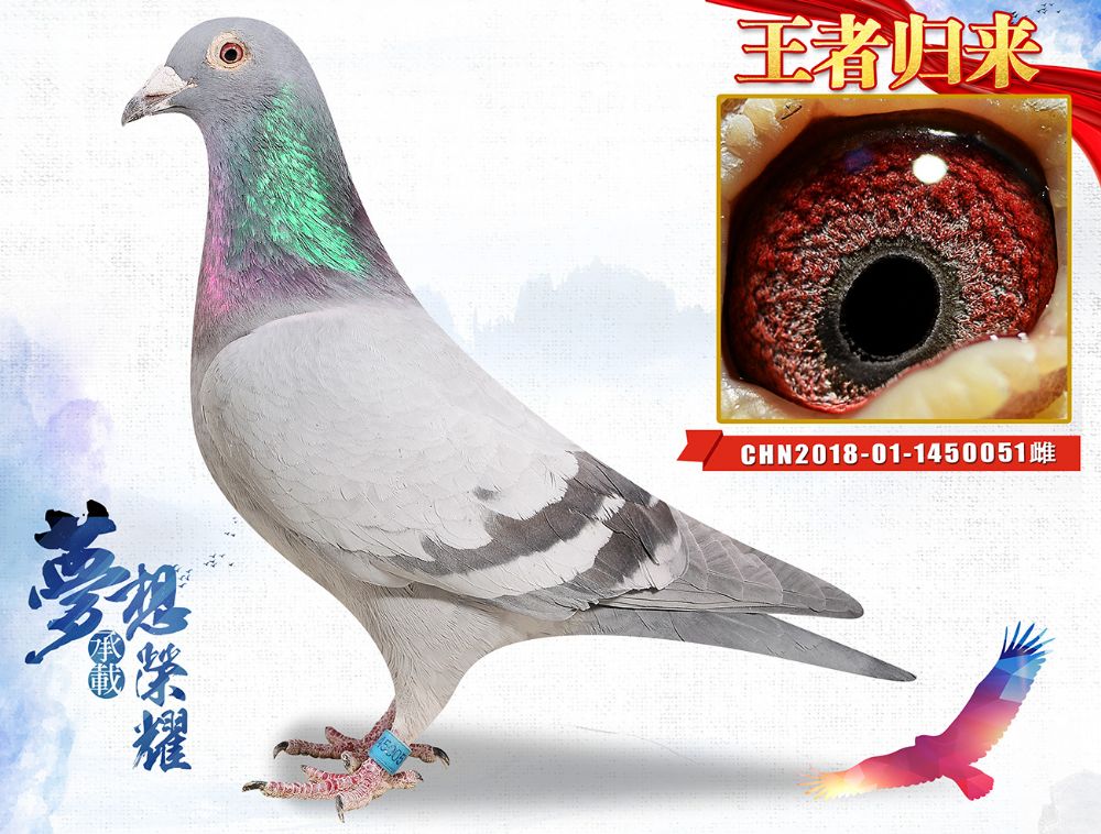 信鸽在线拍卖平台 - 中国信鸽信息网